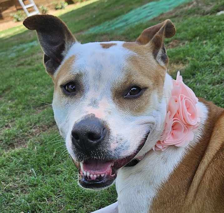 Photo of Bellissma