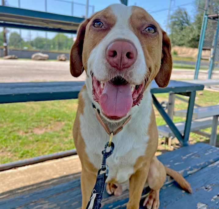Photo of Bandito