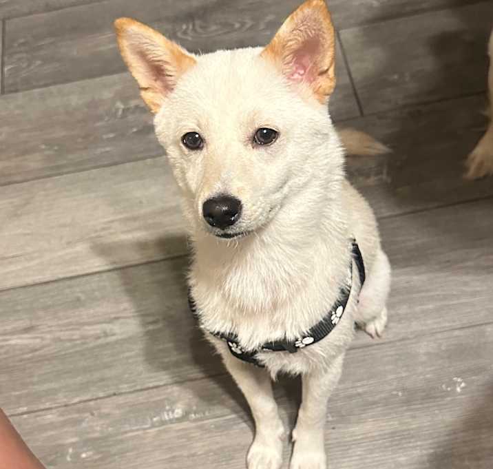 Photo of Lola