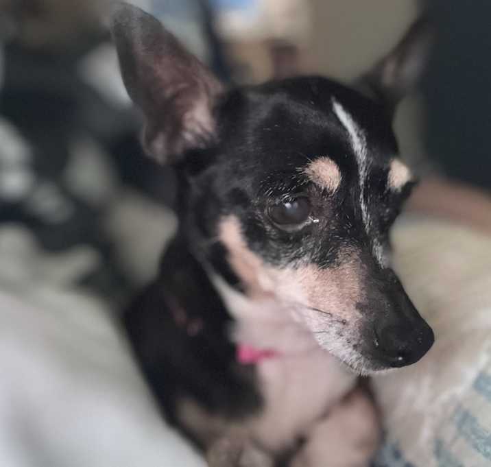Photo of Lola