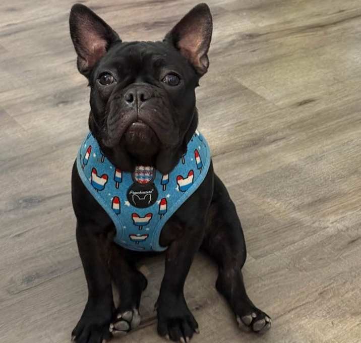 Photo of Cocoa