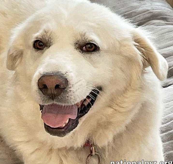 Photo of Gertie in NY - Wiggles for Anticipated Pets!