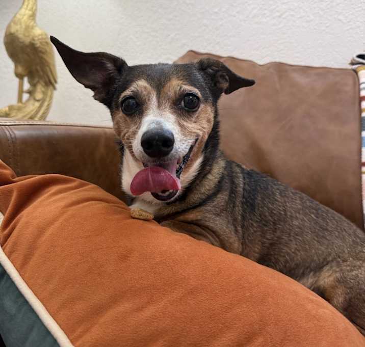 Photo of Peanut