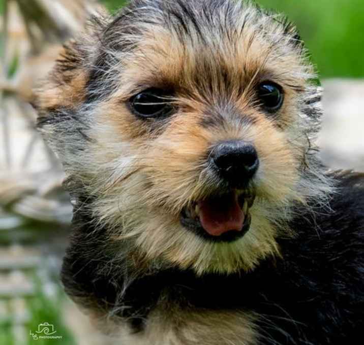 Photo of PUPPY BABYDOLL BITZI