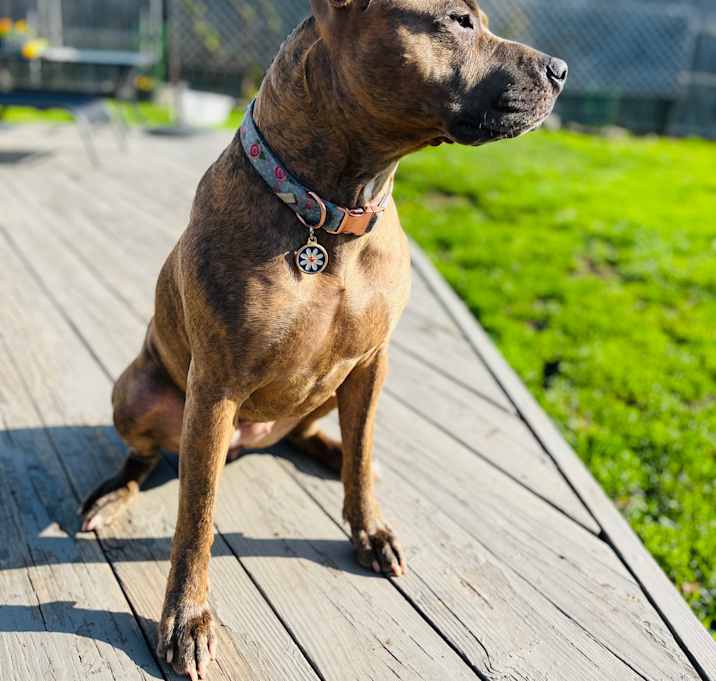 Photo of Rosie