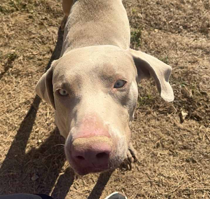Photo of Benji