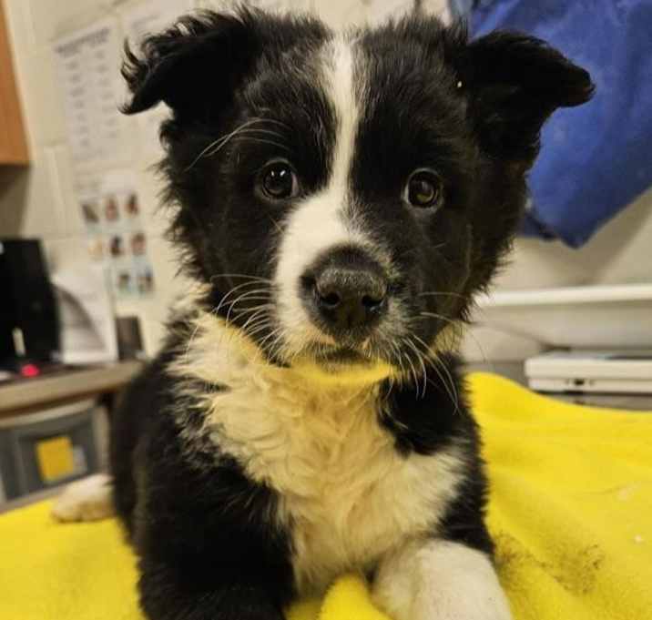Photo of Atticus 43794