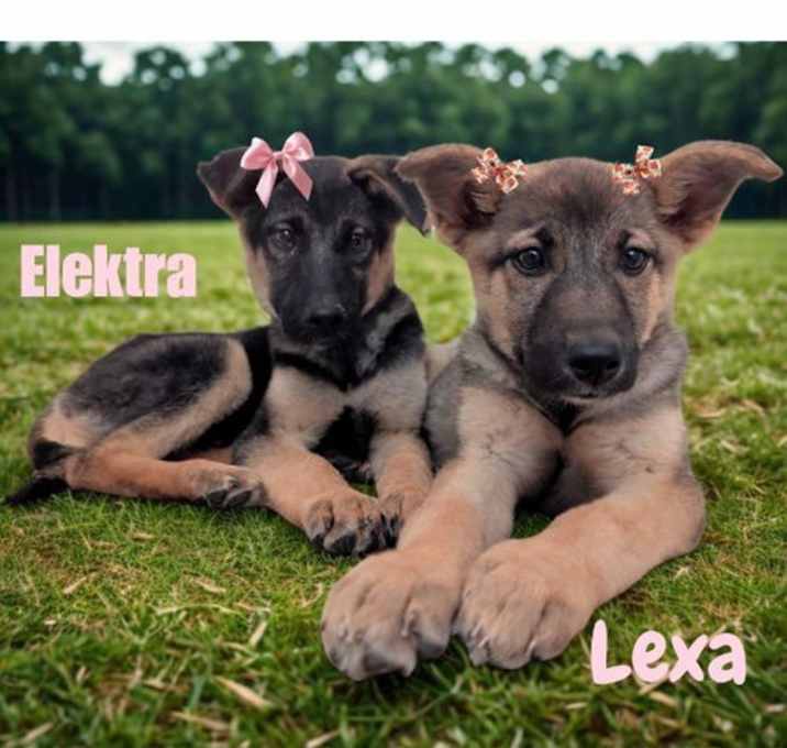Photo of Lexa