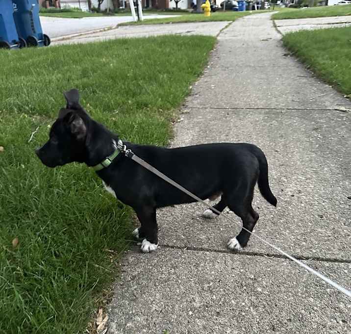 Photo of Mochi