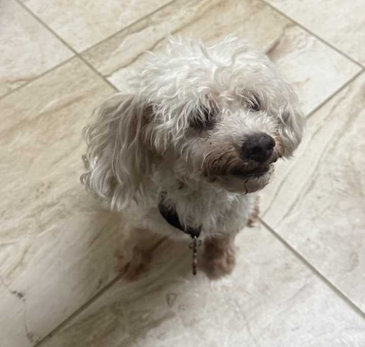 Photo of Simba