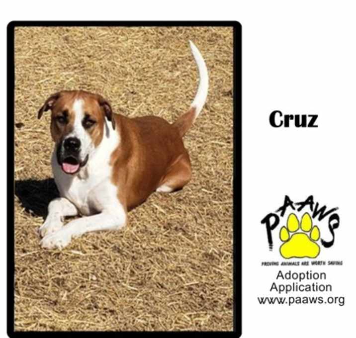 Photo of Cruz