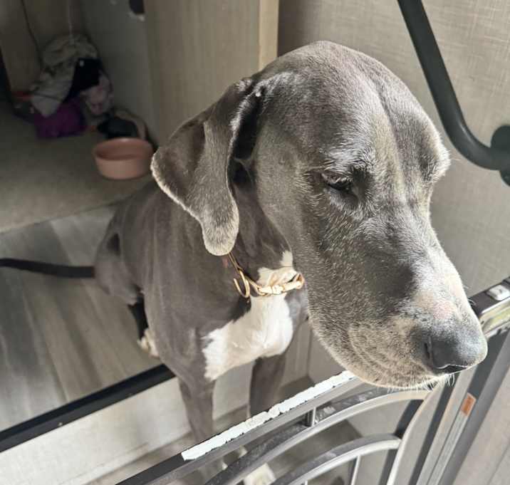 Photo of Olive