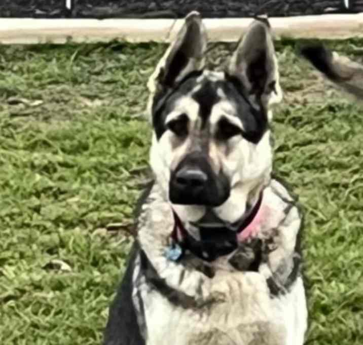 Photo of Remi