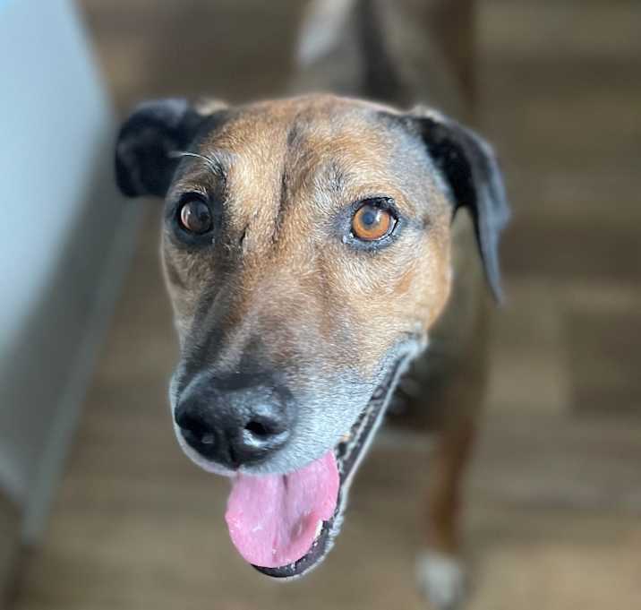 Photo of Cinnamon @ Foster
