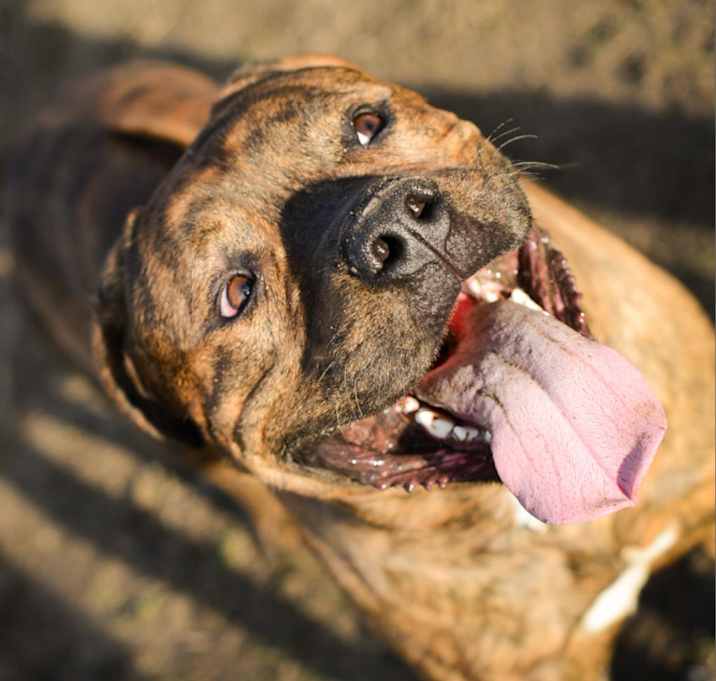 Photo of Spike
