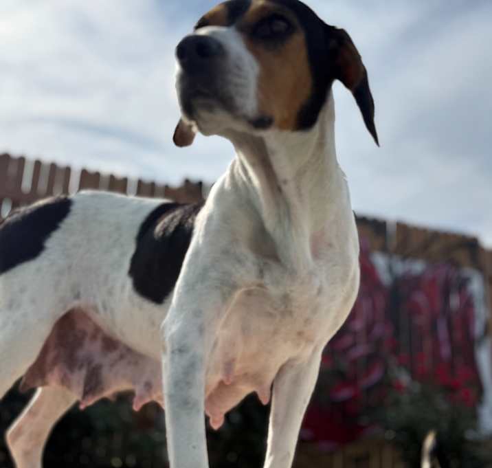 Photo of Bentley