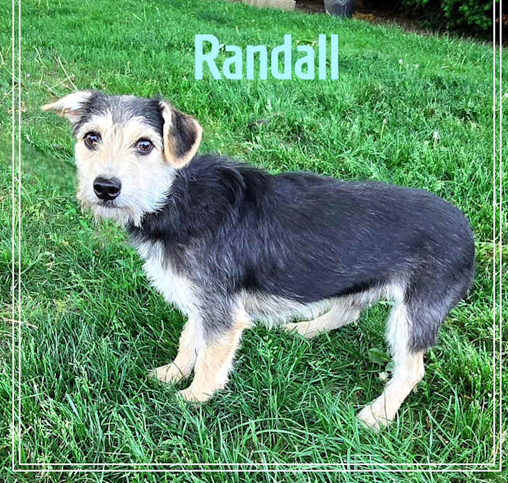 Photo of Randall