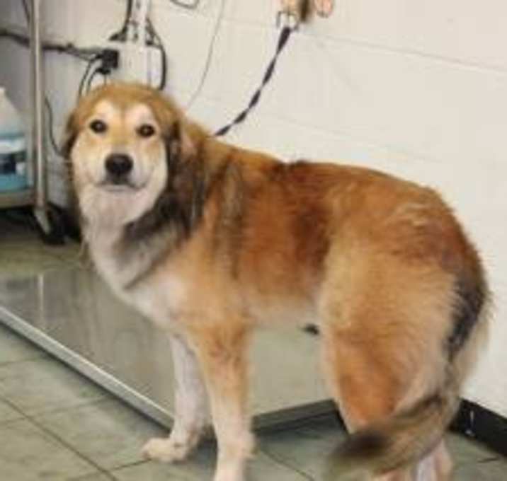 Photo of Benji