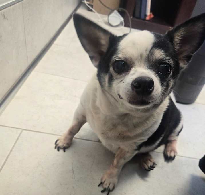 Photo of Cuty (In Foster)