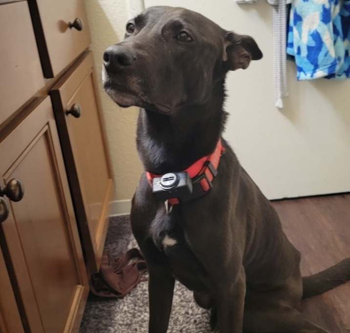 Photo of Nova