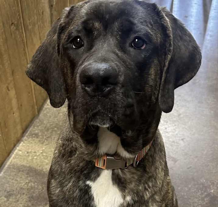 Photo of Kali
