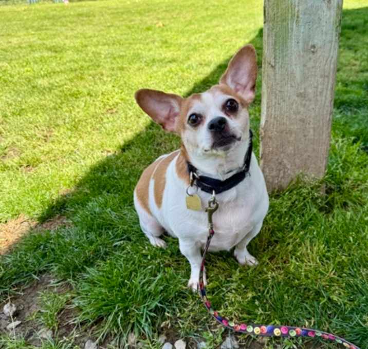 Photo of Chico
