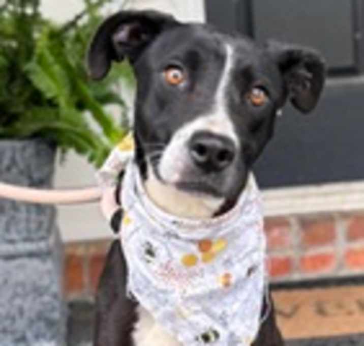 Photo of Stella (Bella) (Cocoa)