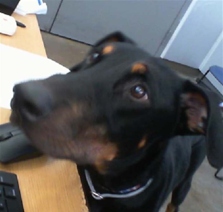 Photo of DIABLO