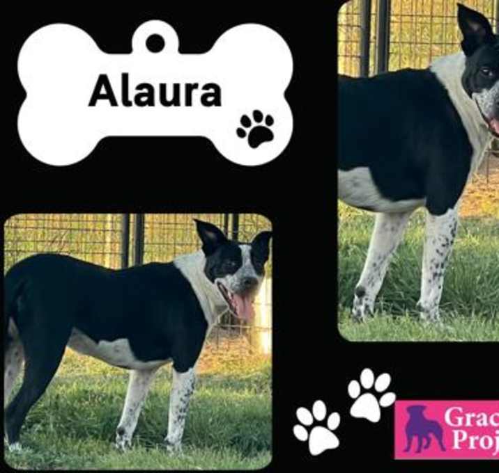 Photo of Alaura