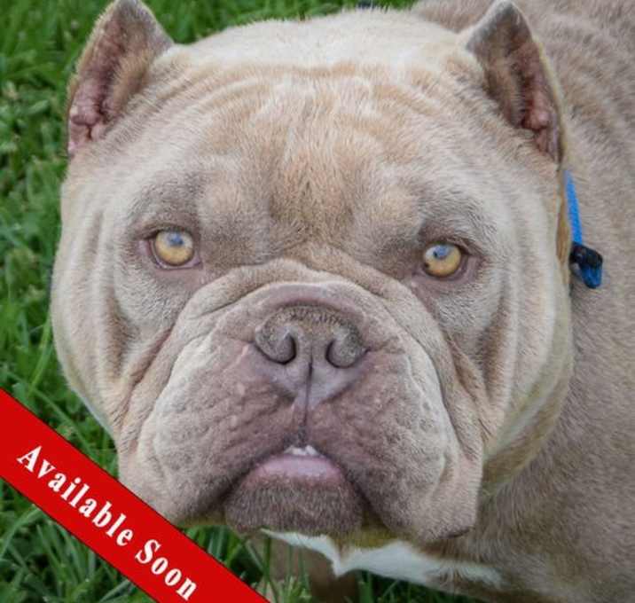 Photo of Tater