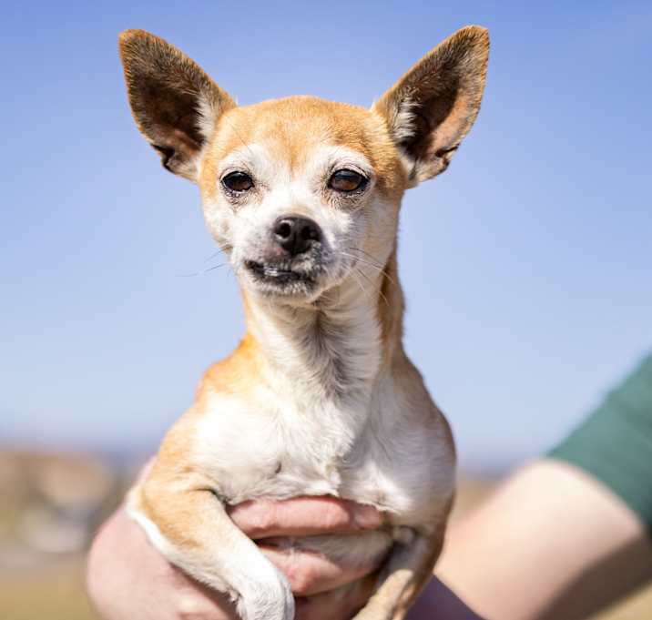 Photo of Lucky