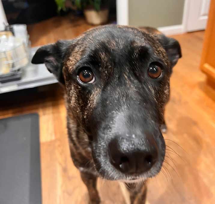 Photo of Brody