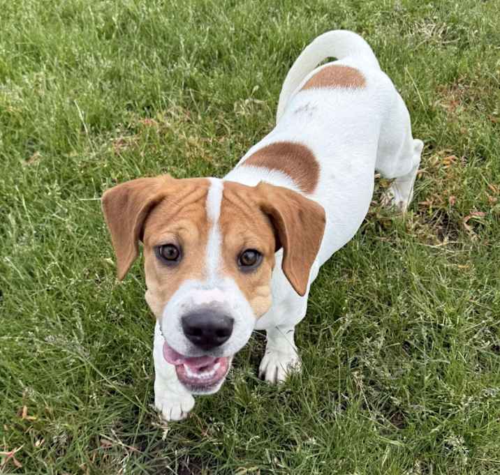 Photo of Dandelion
