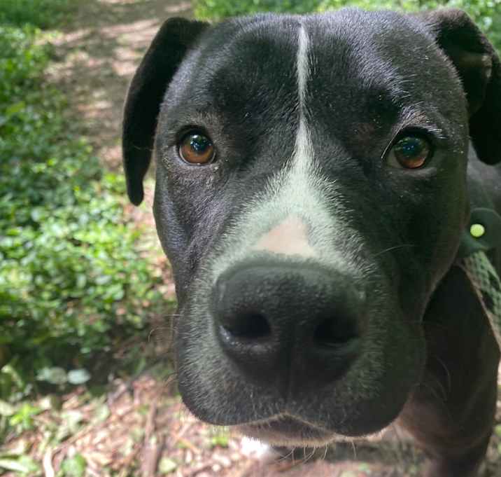 Photo of Brennan (blue)