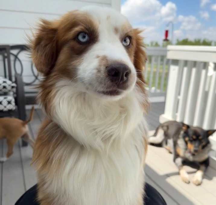 Photo of Kovu
