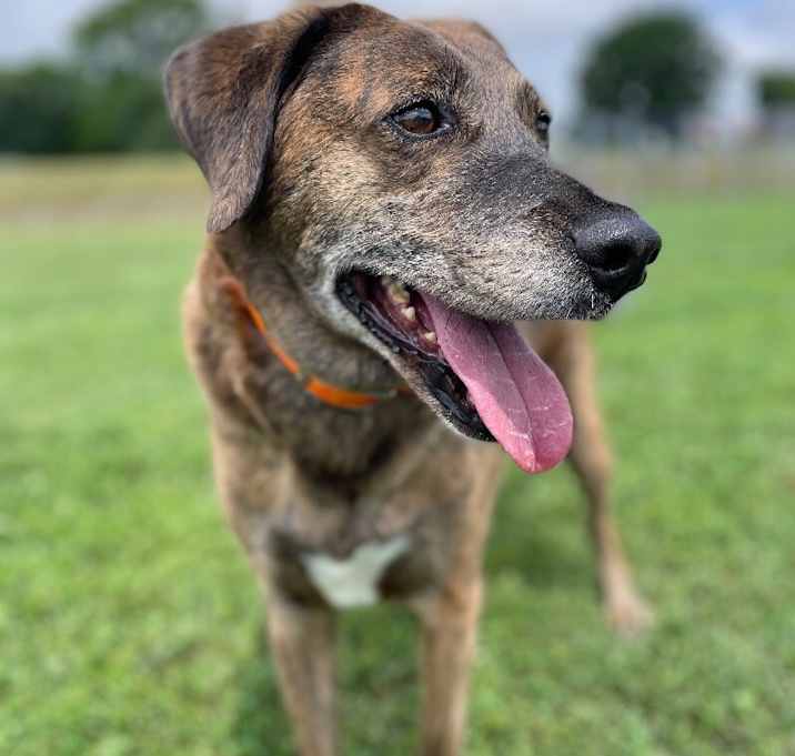 Photo of Tevye/Tundra