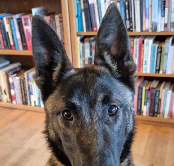 Photo of Ulysses