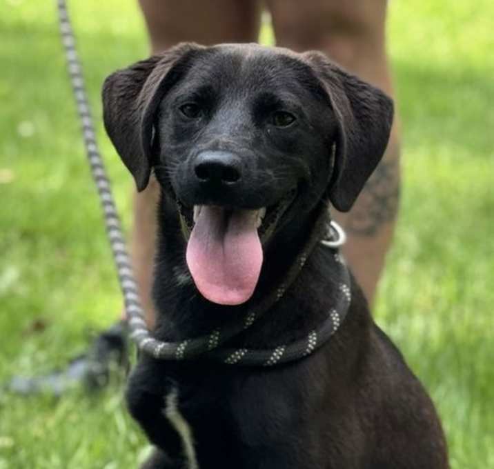 Photo of Midnight
