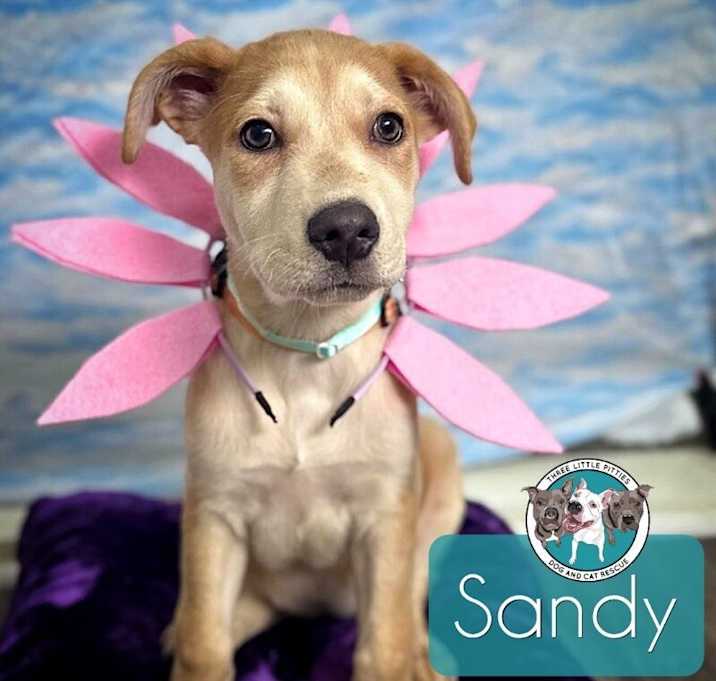 Photo of Sandy Duffy