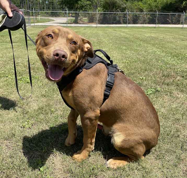 Photo of Peanut