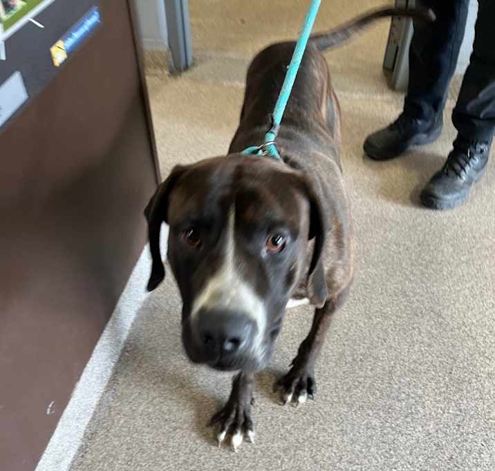 Photo of Brutus