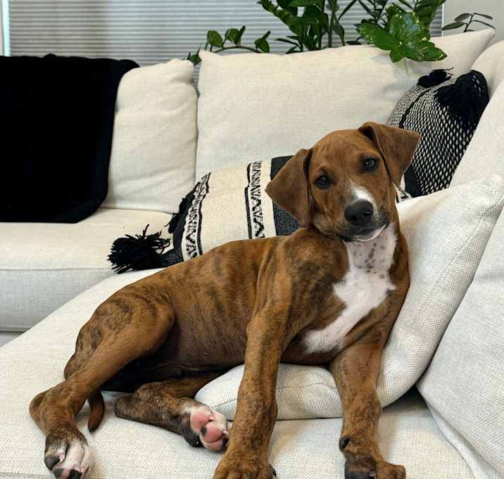 Photo of Scooby