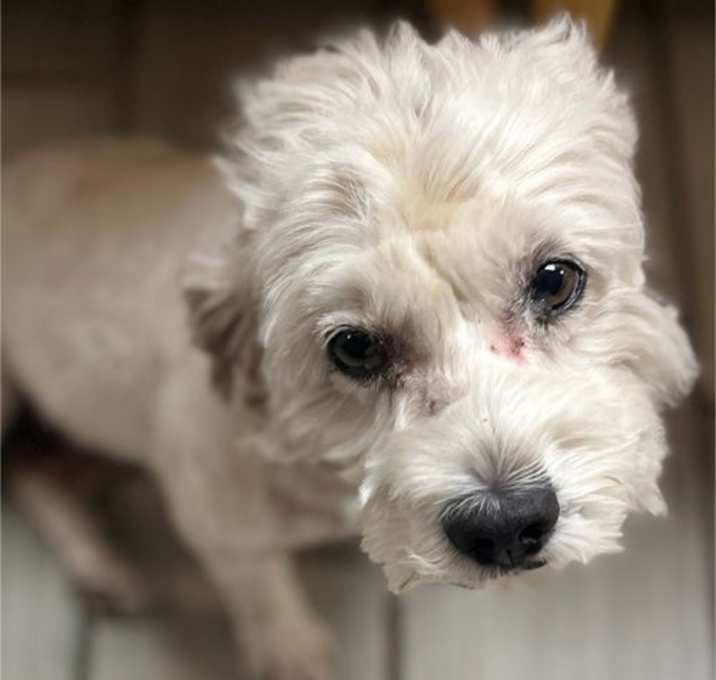 Photo of Sweetheart