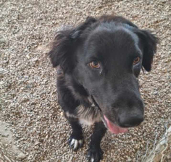 Photo of Brody