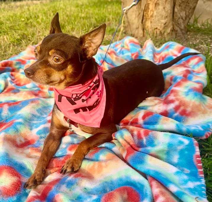 Photo of Birdie