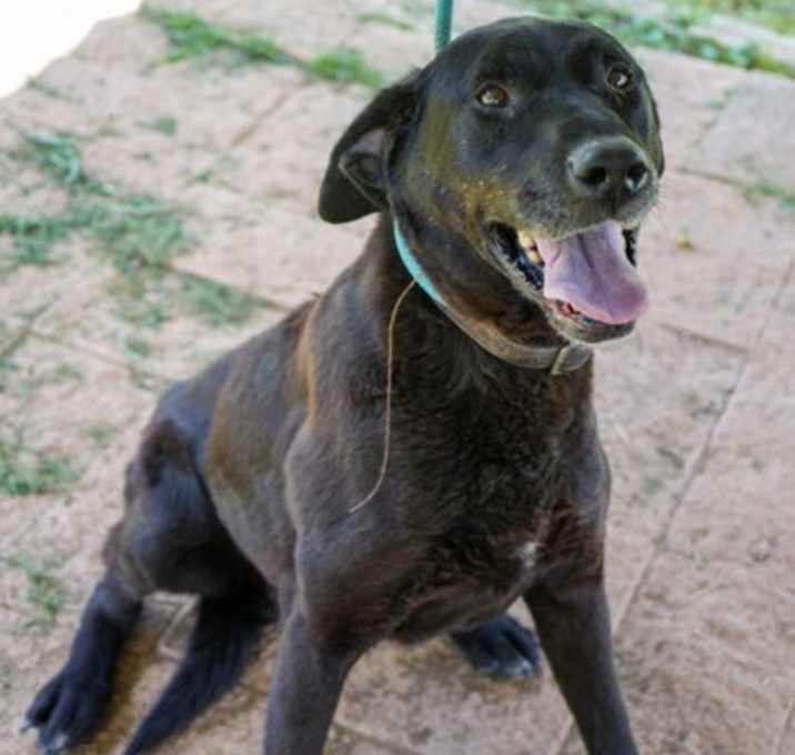 Photo of Lily (BONDED W KEIKI)