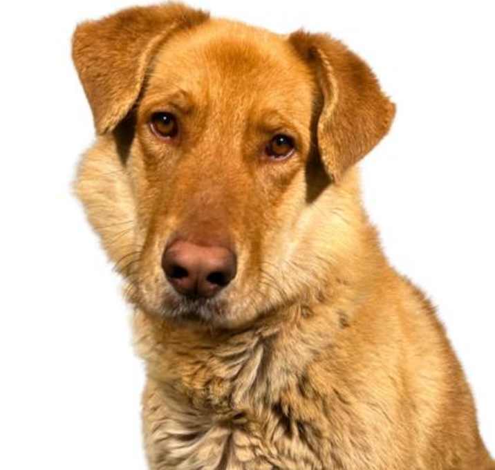 Photo of Canelo