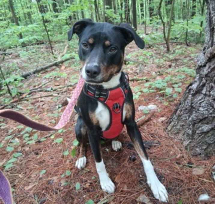 Photo of Tippy