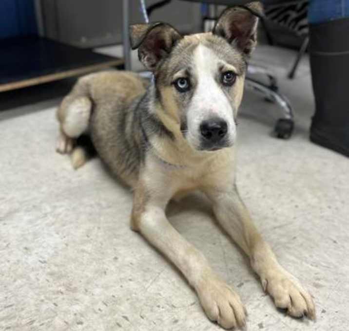 Photo of Rex