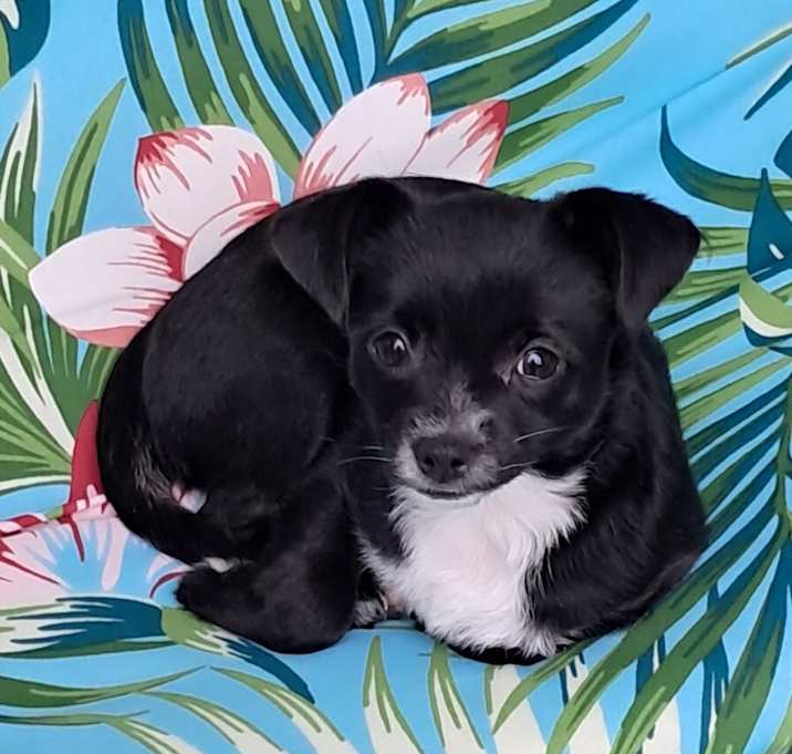 Photo of Gypsy